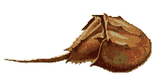 A gif of a horseshoe crab moving up and down.