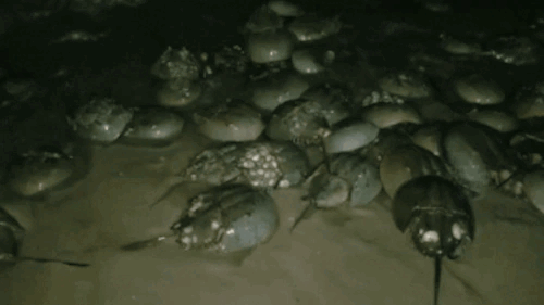 A dimly lit gif where a wave crashes into a bunch of horseshoe crabs.